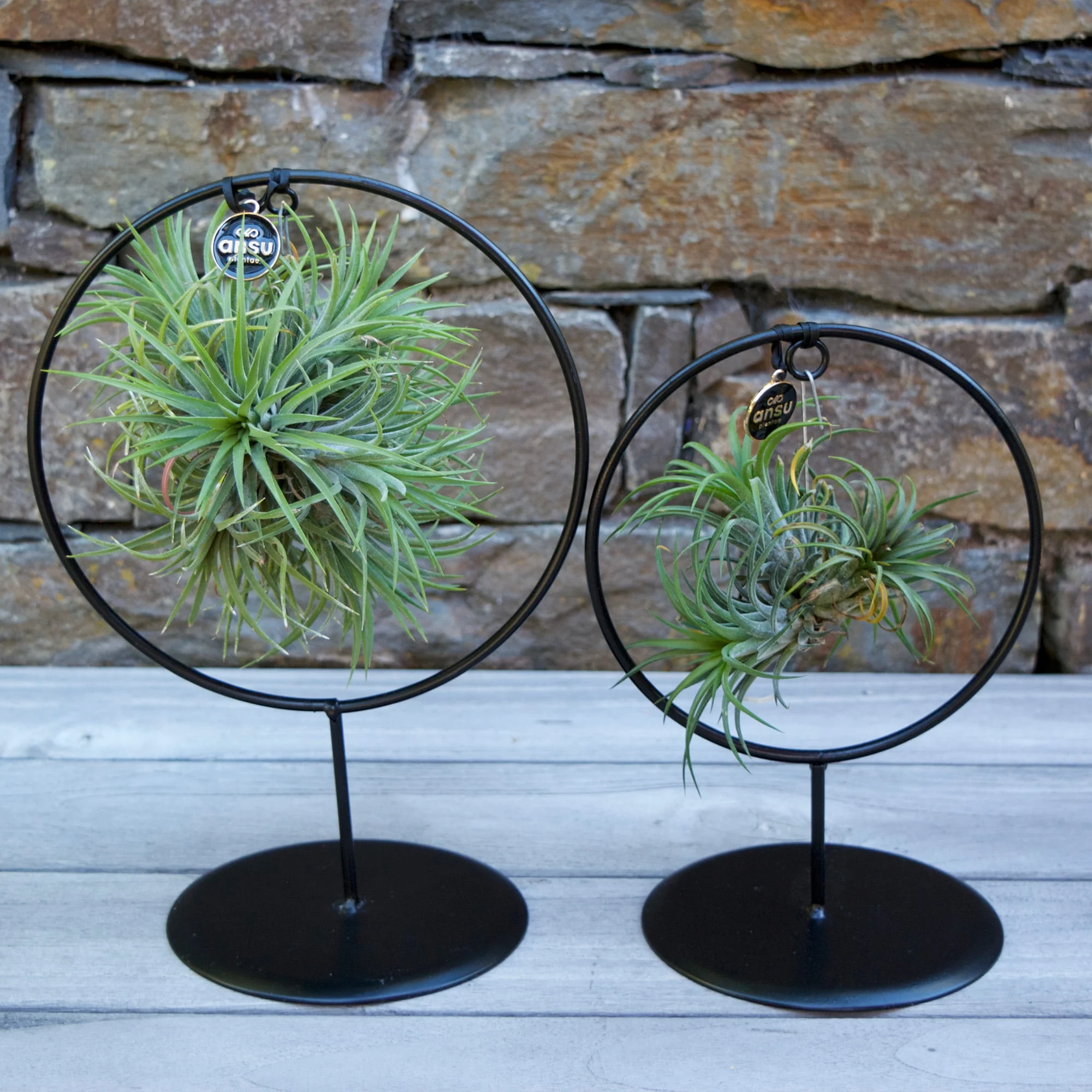 Tillandsia Set de 2 présentoirs plantes-cercle • Atelier Créatif Petra